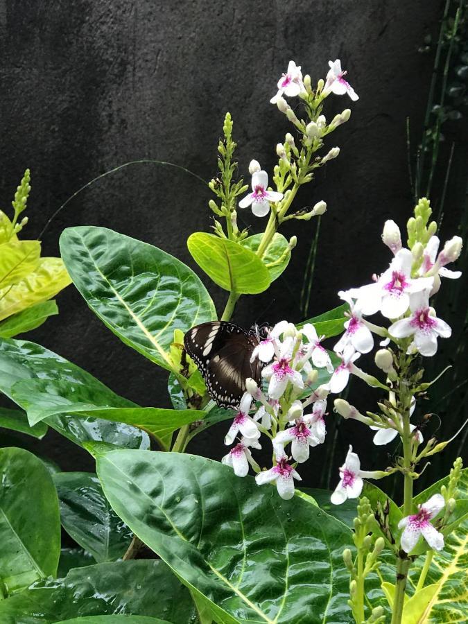 Griya Telaga Jumpung Apartman Ubud Kültér fotó